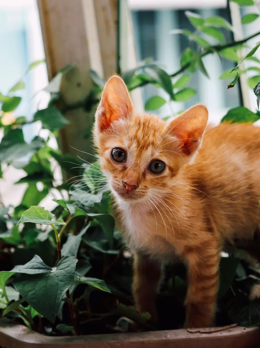 Kitten in soft violet evening light as a peaceful wallpaper