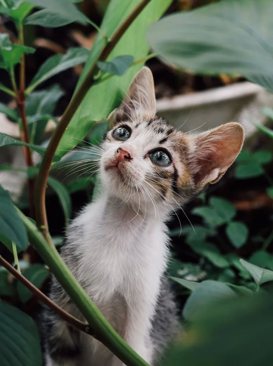 Kitten nestled in purple peonies as a lush wallpaper