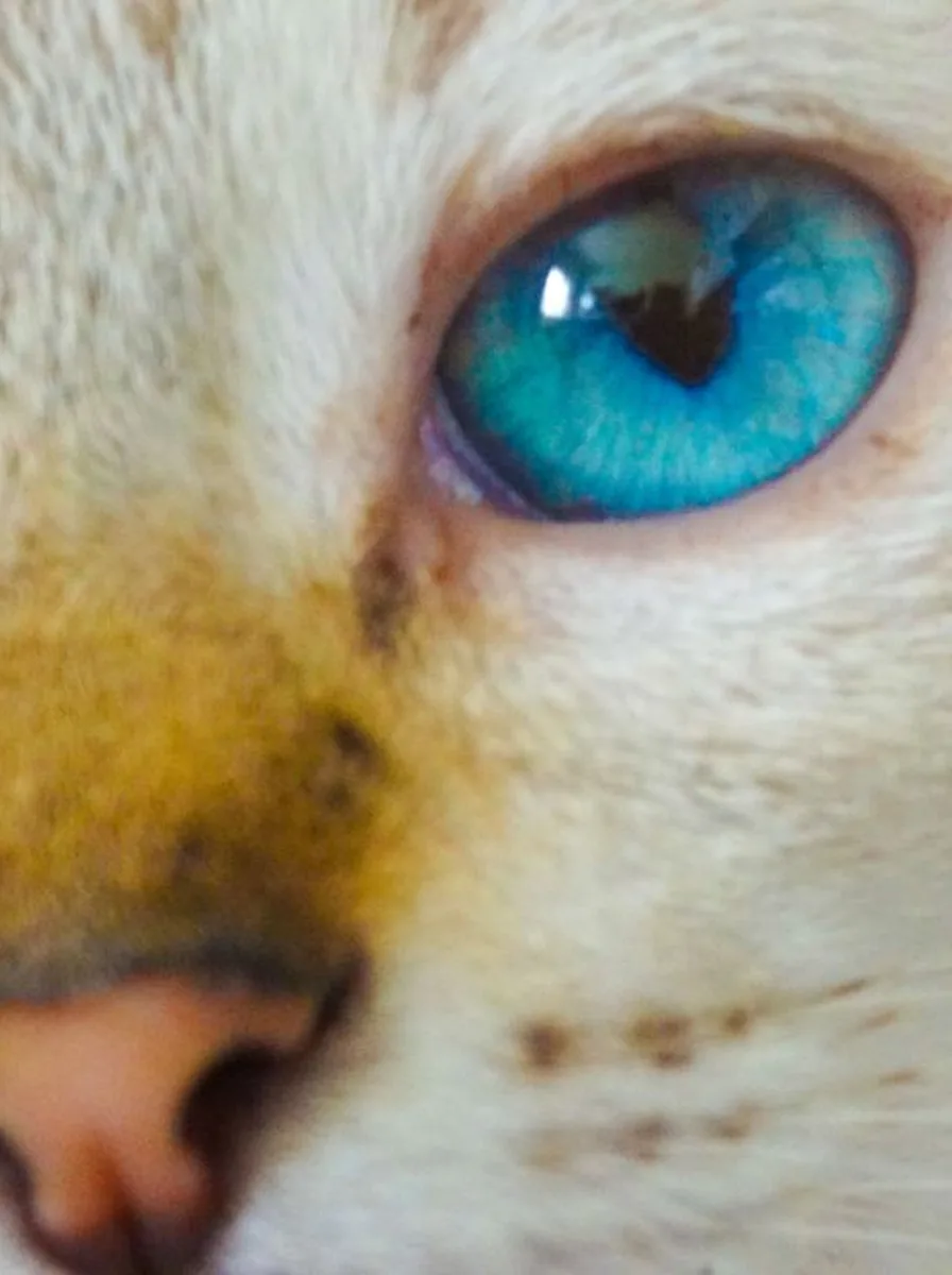 Kitten under violet starry sky as a cosmic wallpaper