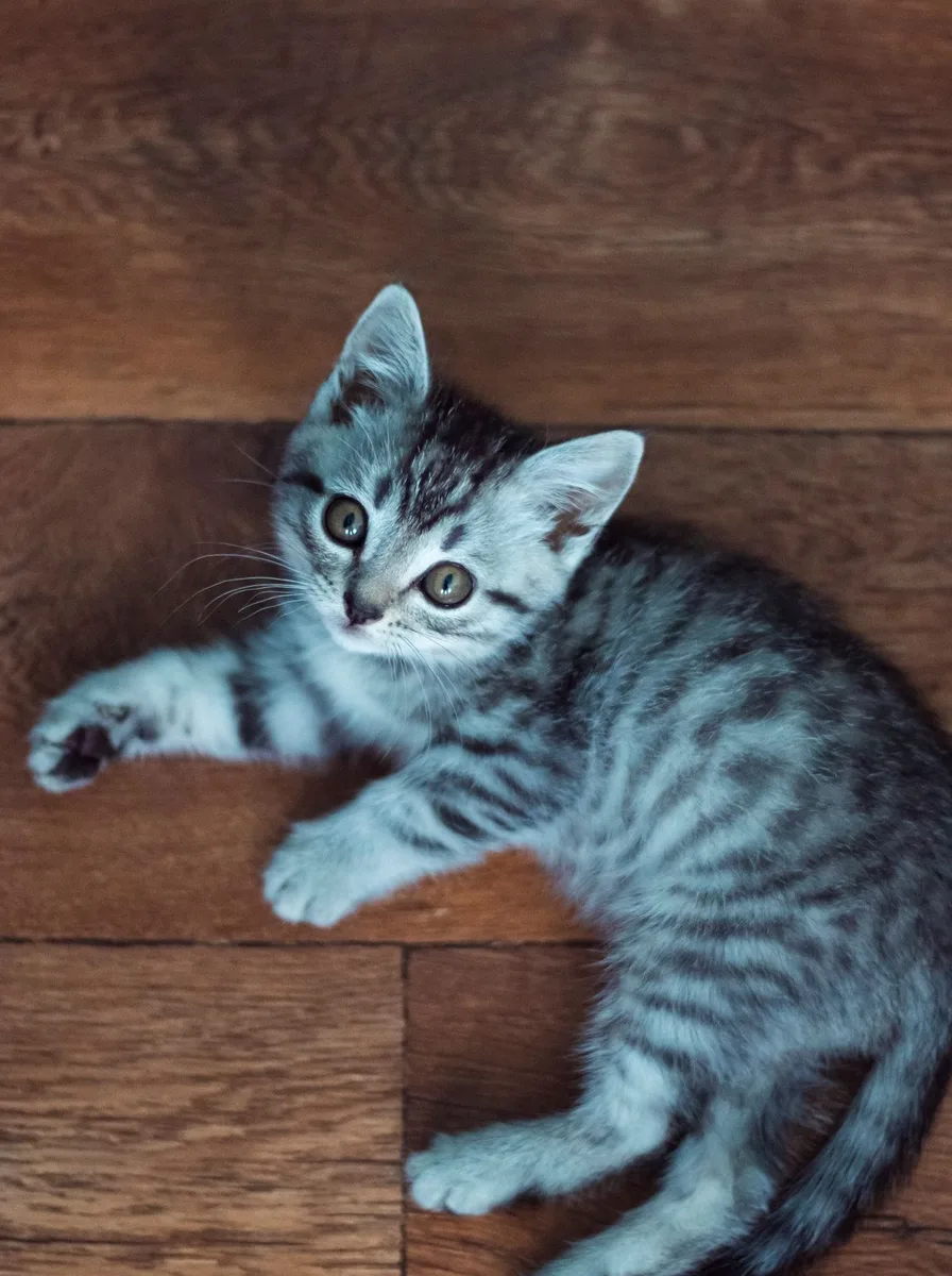 Kitten sleeping in deep plum night tones as wallpaper